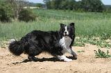 BORDER COLLIE 217